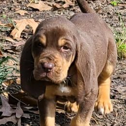 Bloodhounds from Bloodhounds of Barbers Hill