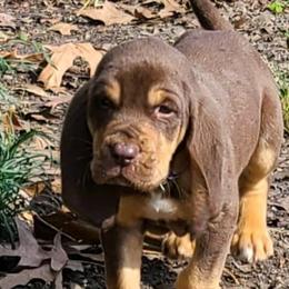 Bloodhounds from Bloodhounds of Barbers Hill