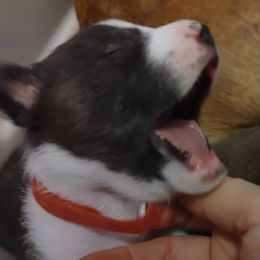 "Black Brindle Boy♥️" Basenji Puppies from AFRICAN TREASURES