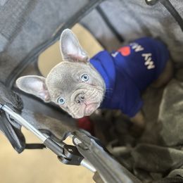 French Bulldog Puppies from Fancy Frenchies