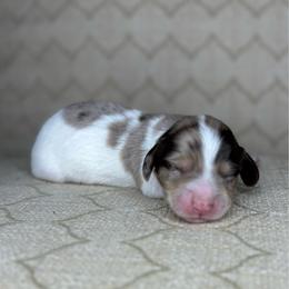Butterscotch - Dapple male Dachshund puppy in Tulare, California from Dreamy Creamies