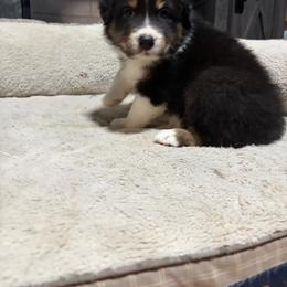 Lucy - Black tri-color female Australian Shepherd puppy in Terryville, Connecticut from Spirited Aussies