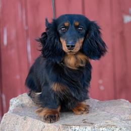 Lexy - Dachshund
