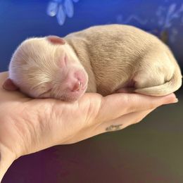 Stitch - Cream Maltipoo puppy in Madison, North Carolina from Silverfire Puppies