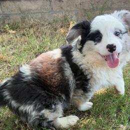 Lyra - Blue merle and white female Cardigan Welsh Corgi puppy in San Diego ,Ca, California from SoCal Native Corgis