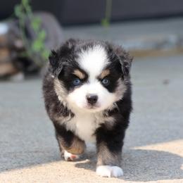 Milo - Black tri male Toy Australian Shepherd puppy in Laurel, Nebraska from 4C Toy Aussies