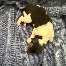 Boy 2 - White tan and black male Wire Fox Terrier puppy in Knoxville, Tennessee from Wire Hairs of Knoxville