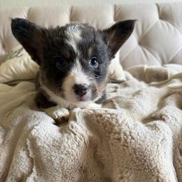 FULL FLUFFY BLUE EYES- Pistachio - Blue male Pembroke Welsh Corgi puppy in Decatur, Texas from Bar S Corgis