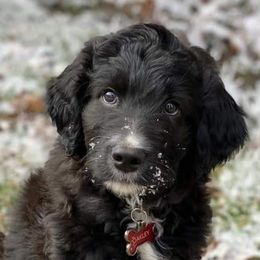 Aussiedoodles, Goldendoodles, and Poodles from Riverbend Doodles