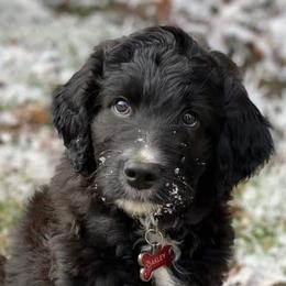 Aussiedoodles, Goldendoodles, and Poodles from Riverbend Doodles