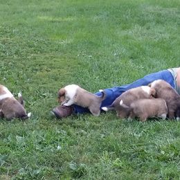 Collie Puppies from Miles Collies