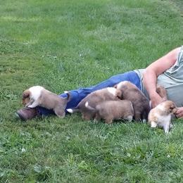 Collie Puppies from Miles Collies
