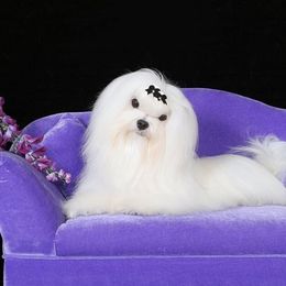 Maltese from Blue Hill Maltese