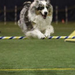Australian Shepherd and Miniature American Shepherd All Grown Up from Whispering Valley Miniature American Shepherds and Australian Shepherds