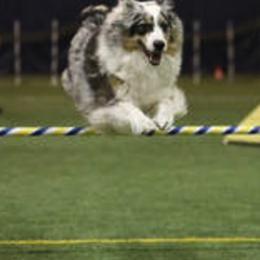 Australian Shepherd and Miniature American Shepherd All Grown Up from Whispering Valley Miniature American Shepherds and Australian Shepherds