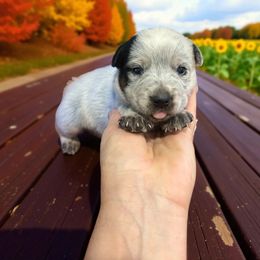Durango Boy 1 - Blue male Australian Cattle Dog puppy in Kalispell, Montana from BTR Australian Cattle Dogs