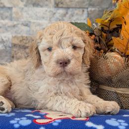 Sofi - Orange female Lagotto Romagnolo puppy in West Jordan, Utah from Salt Lake Lagotto