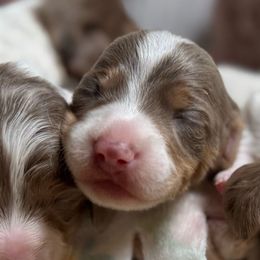Boq - Fawn (isabella) and tan male Dachshund puppy in Fayetteville, West Virginia from Loop Creek Dachshunds