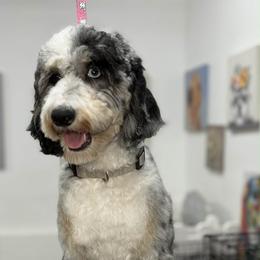 Ethel - Bernedoodle