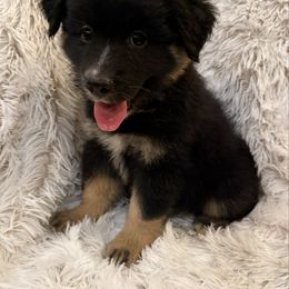 Black tri 1 - Black tri male Miniature Australian Shepherd puppy in Danville, Alabama from A&L Farms