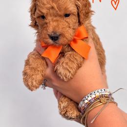 Nemo(Orange) - Red  male Poodle puppy in Stuart Fl, Florida from Lincoln & Lady Co.