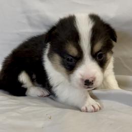 Umbreon - Black and tan male Pembroke Welsh Corgi puppy in Deming, New Mexico from Sylvan Lane Corgis