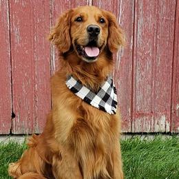 Bernese Mountain Dogs and Golden Retrievers from Bertke AKC Golden Retrievers and Bernese Mountain Dogs
