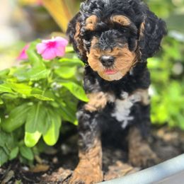 Mr Milchick - Tri-color male Bernedoodle puppy in Blanco, Texas from Texas Hill Country Sheepadoodles & Bernedoodles