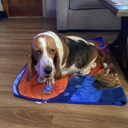 Stella - Basset Hound