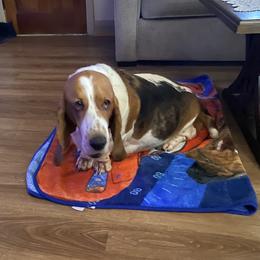 Stella - Basset Hound