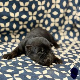 Blue collar - Bi-color male German Shepherd puppy in Riverside, California from Von Der Sagobi