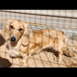 Dolly - Dachshund