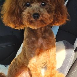 Tiny Teddy - Poodle