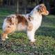 Spyder