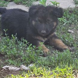 Male 2 - Black and tan male German Shepherd puppy in Leon, West Virginia from Heart2Heart Kennels