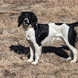 English Springer Spaniel All Grown Up from Sho-Me Springers