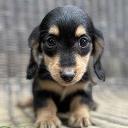 Dachshund Puppies from Winnie’s Doxies