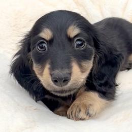 Starla's Black and Cream -- Male - Black and cream male Dachshund puppy in Kalama, Washington from Dazzling Doxies
