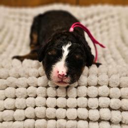 Dark Pink - Sable female Bernedoodle puppy in Shelby, North Carolina from Forever Grateful Doodles