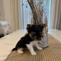 Pascal 2150 Back to school special - Black tan and white male Biewer Terrier puppy in Cartersville, Georgia from Alpha Tiny Paws