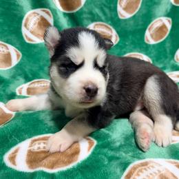 AKC Jack - Black and white male Siberian Husky puppy in Centreville, Maryland from Huskies By the Bay