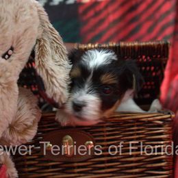 Biewer Terrier Puppies from Biewer Terriers of Florida Dawn