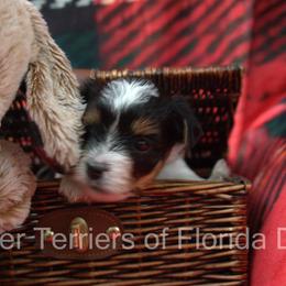 Biewer Terrier Puppies from Biewer Terriers of Florida Dawn