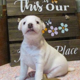 Jack Russell Terrier Puppies from Spritely Jack Russell Terriers