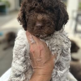 Lagotto Romagnolo Puppies from Anna’s Lagottos