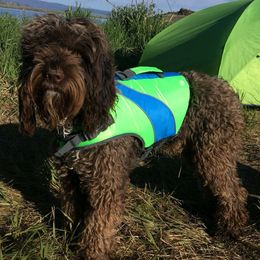 Gus - Australian Labradoodle