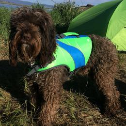 Gus - Australian Labradoodle