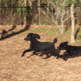 Poodle Puppies from Simply Standard Poodles