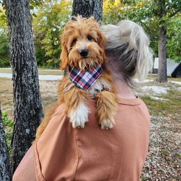 Crush - Red  Goldendoodle puppy in Fordland, Missouri from K&K's Puppy Kingdom
