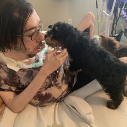 Bernedoodle Puppies from Mini Bernedoodle Babies- Indiana